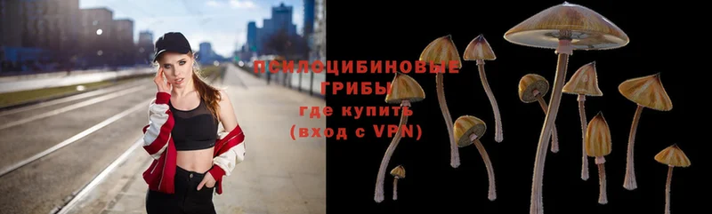 Псилоцибиновые грибы Psilocybine cubensis  купить  цена  Шлиссельбург 